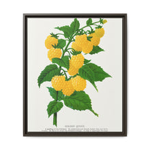 Golden queen raspberry lithograph. Digitally enhanced from our own original 1900 edition plates of Botanical Specimen published by Rochester Lithographing - NOMADEN ART GALLERY