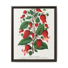 Prunus Triloba flower lithograph. Digitally enhanced from our own original 1900 edition plates of Botanical Specimen published by Rochester Lithographing - NOMADEN ART GALLERY