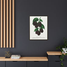 Lucretia Dewberry lithograph. Digitally enhanced from our own original 1900 edition plates of Botanical Specimen published by Rochester Lithographing