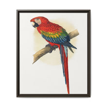 Red and Blue Macaw (Ara macao) colored wood-engraved plate by Alexander Francis Lydon - NOMADEN ART GALLERY