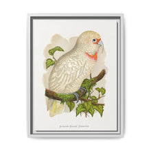 Slender-Billed Cockatoo (Cacatua tenuirostris) colored wood-engraved plate by Alexander Francis Lydon. - NOMADEN ART GALLERY