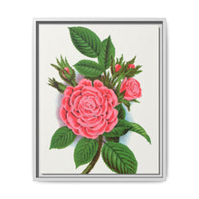 Pink rose, Salet Moss lithograph. Digitally enhanced from our own original 1900 edition plates of Botanical Specimen published by Rochester Lithographing - NOMADEN ART GALLERY