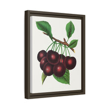 Black Tartarian cherry lithograph. Digitally enhanced from our own original 1900 edition plates of Botanical Specimen published by Rochester Lithographing