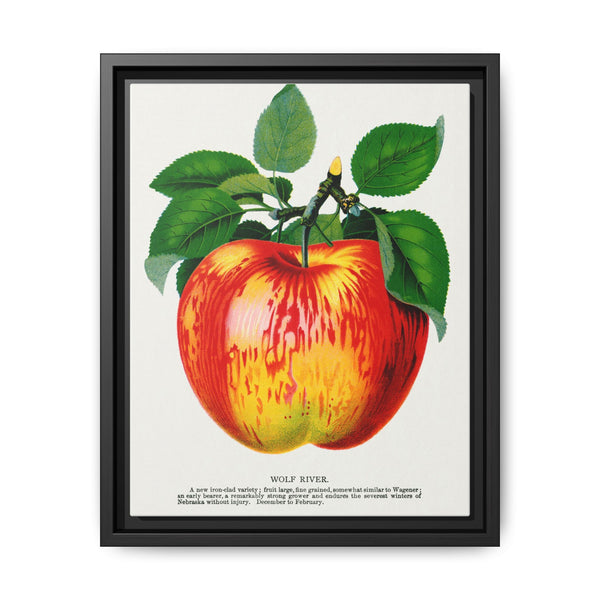 Wolf River apple lithograph. Digitally enhanced from our own original 1900 edition plates of Botanical Specimen published by Rochester Lithographing - NOMADEN ART GALLERY