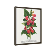 Cuthbert raspberry lithograph. Digitally enhanced from our own original 1900 edition plates of Botanical Specimen published by Rochester Lithographing
