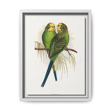 Budgerigar (Melopsittacus undulatus) colored wood-engraved plate by Alexander Francis Lydon - NOMADEN ART GALLERY