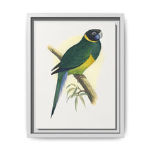 Bauer's Parrakeet (Barnardius zonarius) colored wood-engraved plate by Alexander Francis Lydon. - NOMADEN ART GALLERY
