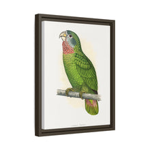 Jamaica Parrot (Amazona collaria) colored wood-engraved plate by Alexander Francis Lydon