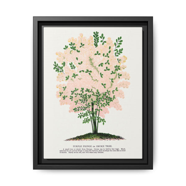 Purple Fringe tree lithograph. Digitally enhanced from our own original 1900 edition plates of Botanical Specimen published by Rochester Lithographing - NOMADEN ART GALLERY