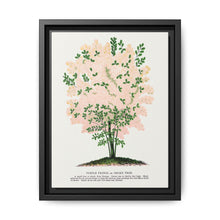 Purple Fringe tree lithograph. Digitally enhanced from our own original 1900 edition plates of Botanical Specimen published by Rochester Lithographing - NOMADEN ART GALLERY