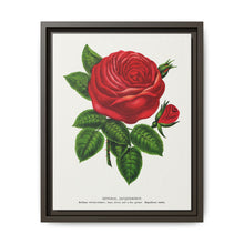 Red rose, General Jacquemont flower lithograph. Digitally enhanced from our own original 1900 edition plates of Botanical Specimen published by Rochester Lithographing - NOMADEN ART GALLERY
