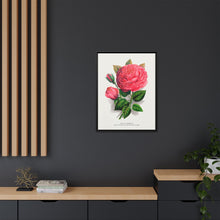 Pink rose, Anna De Diesbach lithograph. Digitally enhanced from our own original 1900 edition plates of Botanical Specimen published by Rochester Lithographing