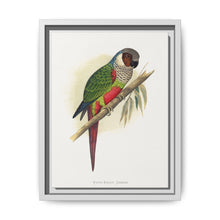 White-Eared Conure (Pyrrhura leucotis) colored wood-engraved plate by Alexander Francis Lydon - NOMADEN ART GALLERY