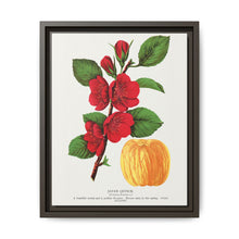 Japan Quince tree lithograph. Digitally enhanced from our own original 1900 edition plates of Botanical Specimen published by Rochester Lithographing - NOMADEN ART GALLERY