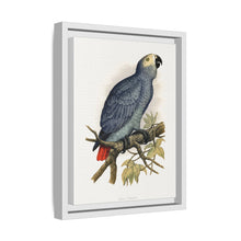 Grey Parrot (Psittacus erithacus) colored wood-engraved plate by Alexander Francis Lydon.