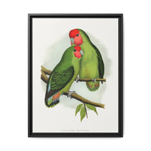 Rosy-Faced Love-Bird (Agapornis roseicollis) colored wood-engraved plate by Alexander Francis Lydon. - NOMADEN ART GALLERY