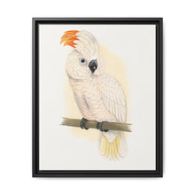 Great Salmon-Crested Cockatoo (CACATUA MOLUCCENSIS) colored wood-engraved plate by Alexander Francis Lydon. - NOMADEN ART GALLERY
