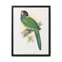 Yellow-Naped Parrakeet (Platycercus Baueri) colored wood-engraved plate by Alexander Francis Lydon. - NOMADEN ART GALLERY