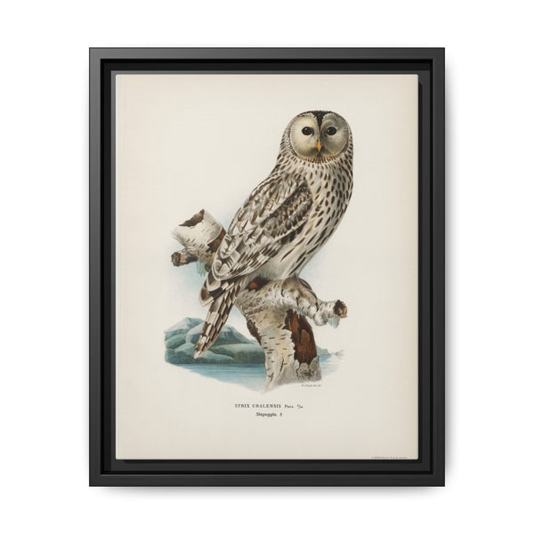 Strix uralensis ♀ illustrated by the von Wright brothers from our own 1929 folio version of Svenska Fåglar Efter Naturen Och Pa Sten Ritade - NOMADEN ART GALLERY