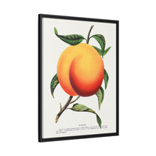 Foster peach lithograph. Digitally enhanced from our own original 1900 edition plates of Botanical Specimen published by Rochester Lithographing