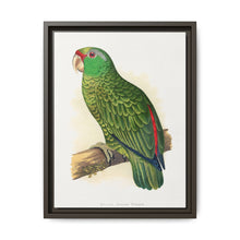 Many-Coloured Parrakeet (Psephotellus varius) colored wood-engraved plate by Alexander Francis Lydon - NOMADEN ART GALLERY