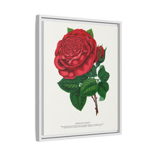 Red rose, American Beauty lithograph. Digitally enhanced from our own original 1900 edition plates of Botanical Specimen published by Rochester Lithographing