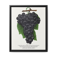 Early Ohio grape lithograph. Digitally enhanced from our own original 1900 edition plates of Botanical Specimen published by Rochester Lithographing - NOMADEN ART GALLERY