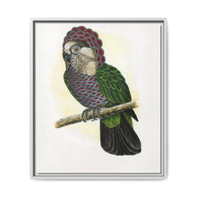 Hawk-Headed Parrot (Deroptyus accipitrinus) colored wood-engraved plate by Alexander Francis Lydon. - NOMADEN ART GALLERY