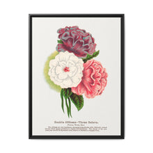 Double Althea in 3 colors lithograph. Digitally enhanced from our own original 1900 edition plates of Botanical Specimen published by Rochester Lithographing - NOMADEN ART GALLERY