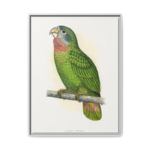 Jamaica Parrot (Amazona collaria) colored wood-engraved plate by Alexander Francis Lydon - NOMADEN ART GALLERY