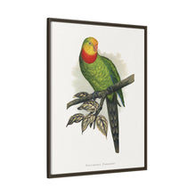 Barraband's Parakeet (Polytelis swainsonii) colored wood-engraved plate by Alexander Francis Lydon
