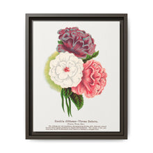 Double Althea in 3 colors lithograph. Digitally enhanced from our own original 1900 edition plates of Botanical Specimen published by Rochester Lithographing - NOMADEN ART GALLERY
