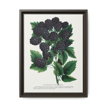 Wachusetts Thornless blackberry lithograph. Digitally enhanced from our own original 1900 edition plates of Botanical Specimen published by Rochester Lithographing - NOMADEN ART GALLERY