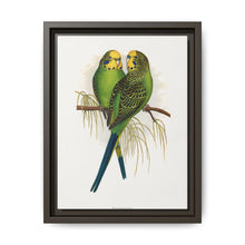 Budgerigar (Melopsittacus undulatus) colored wood-engraved plate by Alexander Francis Lydon - NOMADEN ART GALLERY