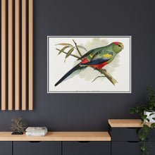 Many-Coloured Parrakeet (Psephotellus varius) colored wood-engraved plate by Alexander Francis Lydon
