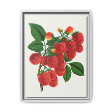 Shaffer's Colossal Raspberry Lithograph (1900) - NOMADEN ART GALLERY