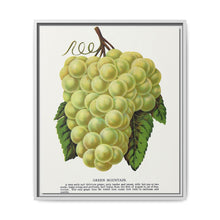 Green Mountain grape lithograph. Digitally enhanced from our own original 1900 edition plates of Botanical Specimen published by Rochester Lithographing - NOMADEN ART GALLERY