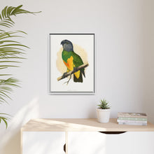Senegal Parrot (Poicephalus senegalus) colored wood-engraved plate by Alexander Francis Lydon.
