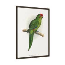 New Zealand Parrakeet (Cyanoramphus novaezelandiae) colored wood-engraved plate by Alexander Francis Lydon