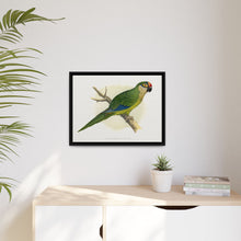Golden-Crowned Conure (Aratinga auricapillus) colored wood-engraved plate by Alexander Francis Lydon
