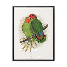 West African Love-Bird (Agapornis) colored wood-engraved plate by Alexander Francis Lydon. - NOMADEN ART GALLERY