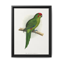 New Zealand Parrakeet (Cyanoramphus novaezelandiae) colored wood-engraved plate by Alexander Francis Lydon - NOMADEN ART GALLERY