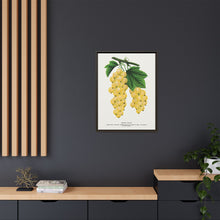 White Grape Lithograph | Vintage Botanical Wall Art Print