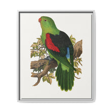 Red-winged parakeet (Aprosmictus erythropterus) colored wood-engraved plate by Alexander Francis Lydon - NOMADEN ART GALLERY