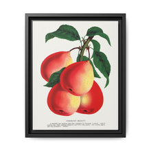 Vermont Beauty pear lithograph. Digitally enhanced from our own original 1900 edition plates of Botanical Specimen published by Rochester Lithographing - NOMADEN ART GALLERY
