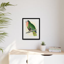 Red-Throated White-Fronted Amazon (Amazona leucocephala) colored wood-engraved plate by Alexander Francis Lydon.