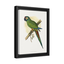 llliger's Macaw (Primolius maracana) colored wood-engraved plate by Alexander Francis Lydon - NOMADEN ART GALLERY