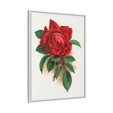 Red rose, Alfred Colomb lithograph. Digitally enhanced from our own original 1900 edition plates of Botanical Specimen published by Rochester Lithographing