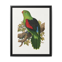 Red-winged parakeet (Aprosmictus erythropterus) colored wood-engraved plate by Alexander Francis Lydon - NOMADEN ART GALLERY