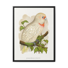 Slender-Billed Cockatoo (Cacatua tenuirostris) colored wood-engraved plate by Alexander Francis Lydon. - NOMADEN ART GALLERY